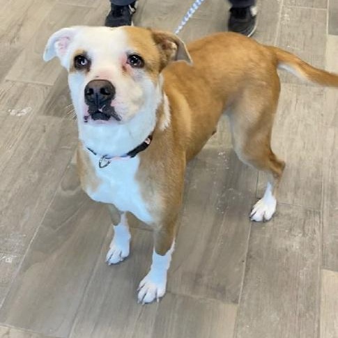 Enlarge Dollop, a ADOPTABLE mixed breed in Nevada, MO image 1/1