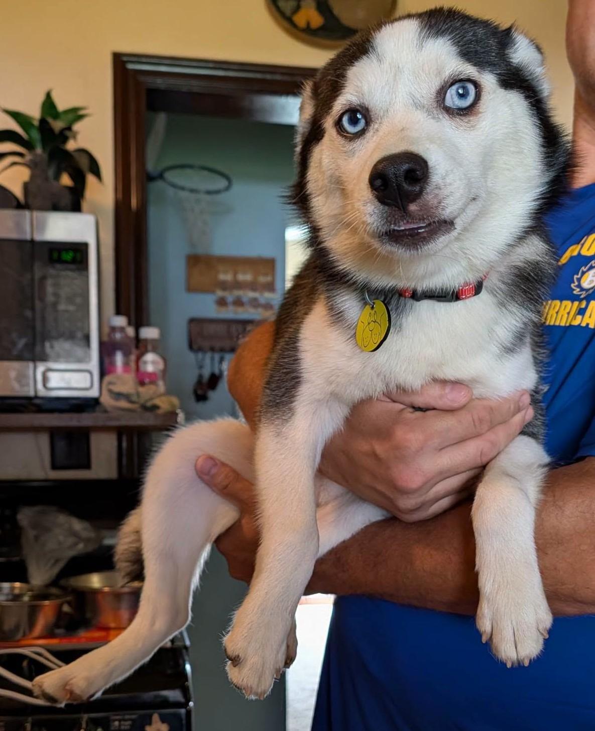 Plum, Adoptable, Young Male Pomsky & Pomeranian.