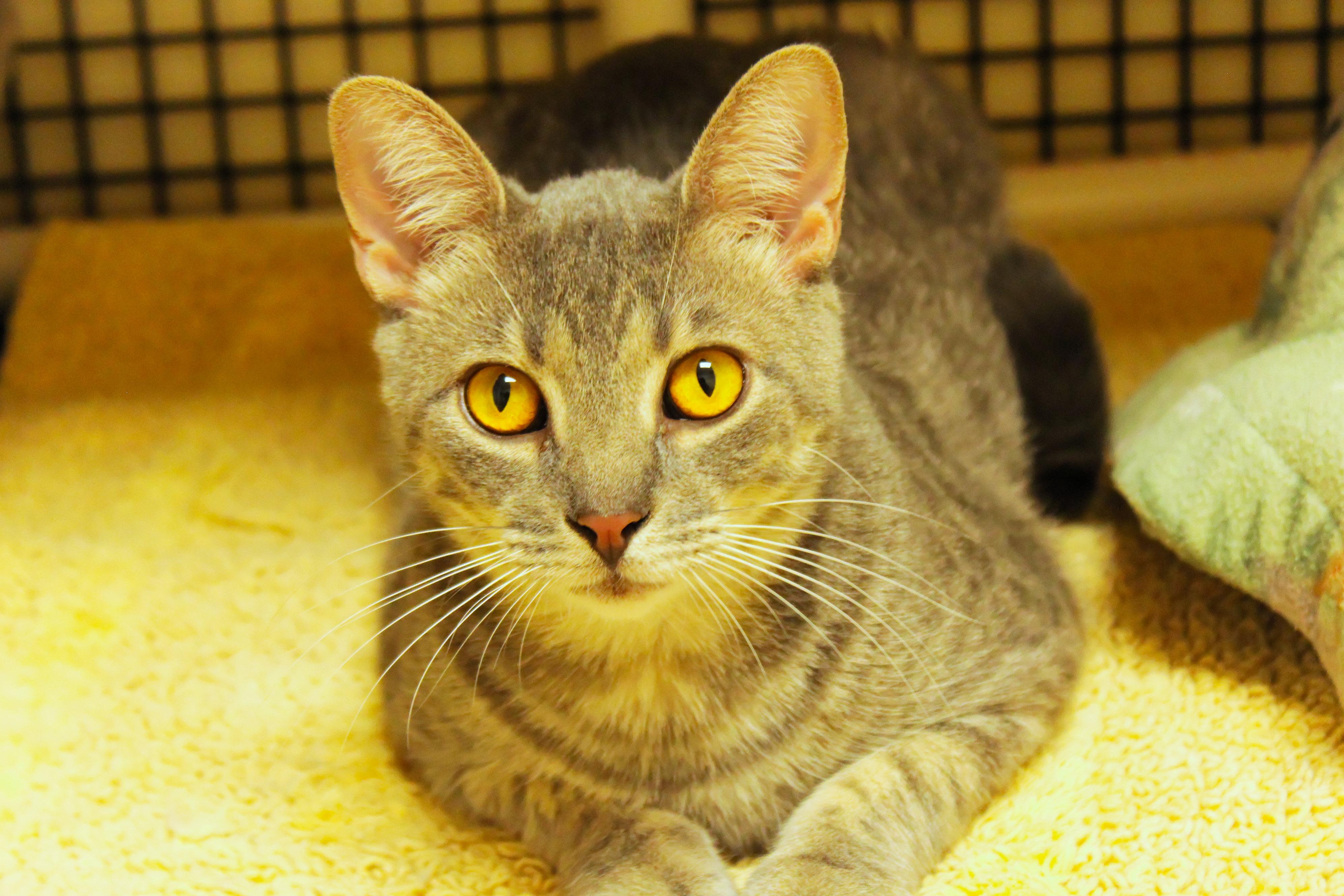 Hamish, a ADOPTABLE mixed breed in Urbana, OH image 3/6