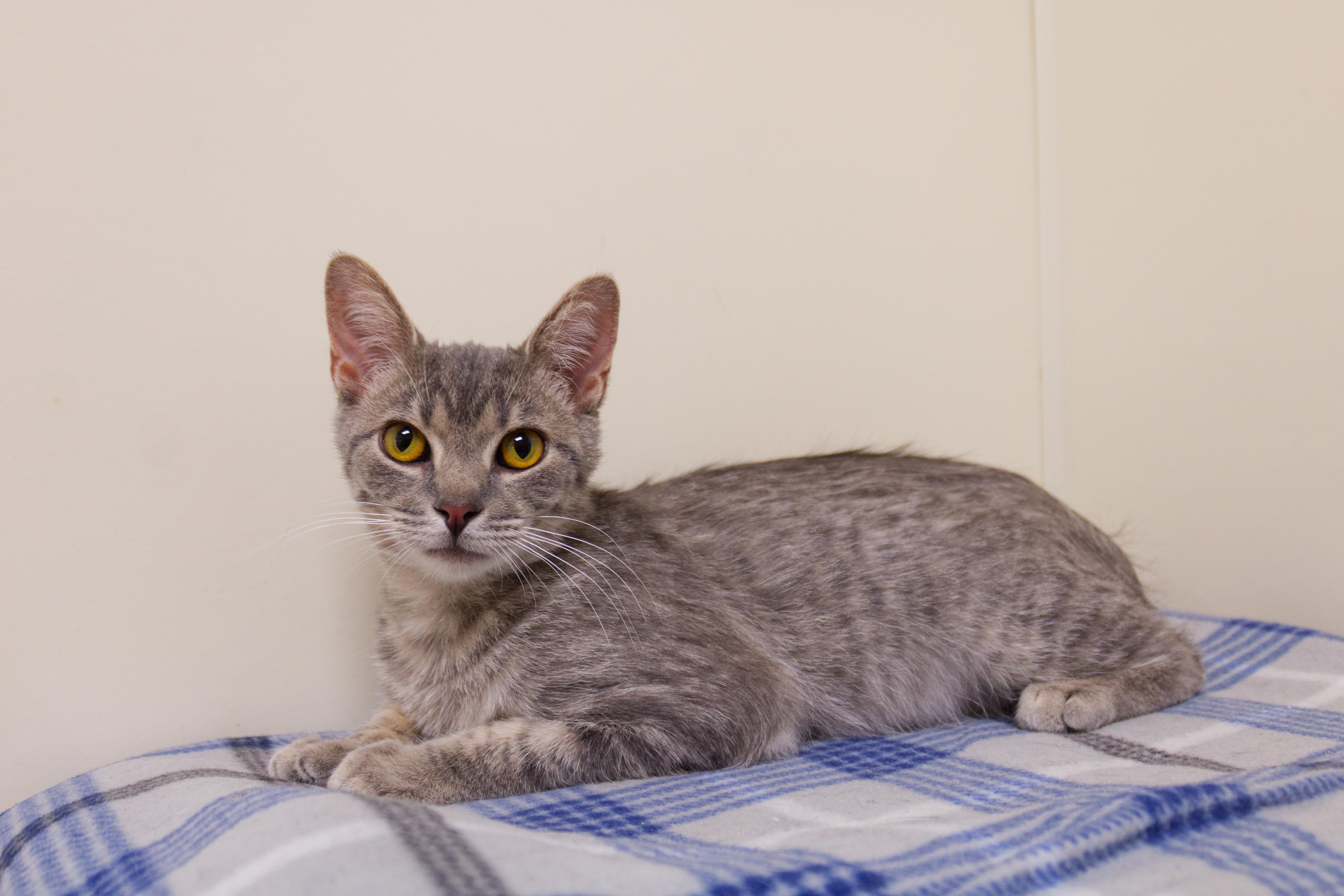 Enlarge Hamish, a ADOPTABLE mixed breed in Urbana, OH image 1/5