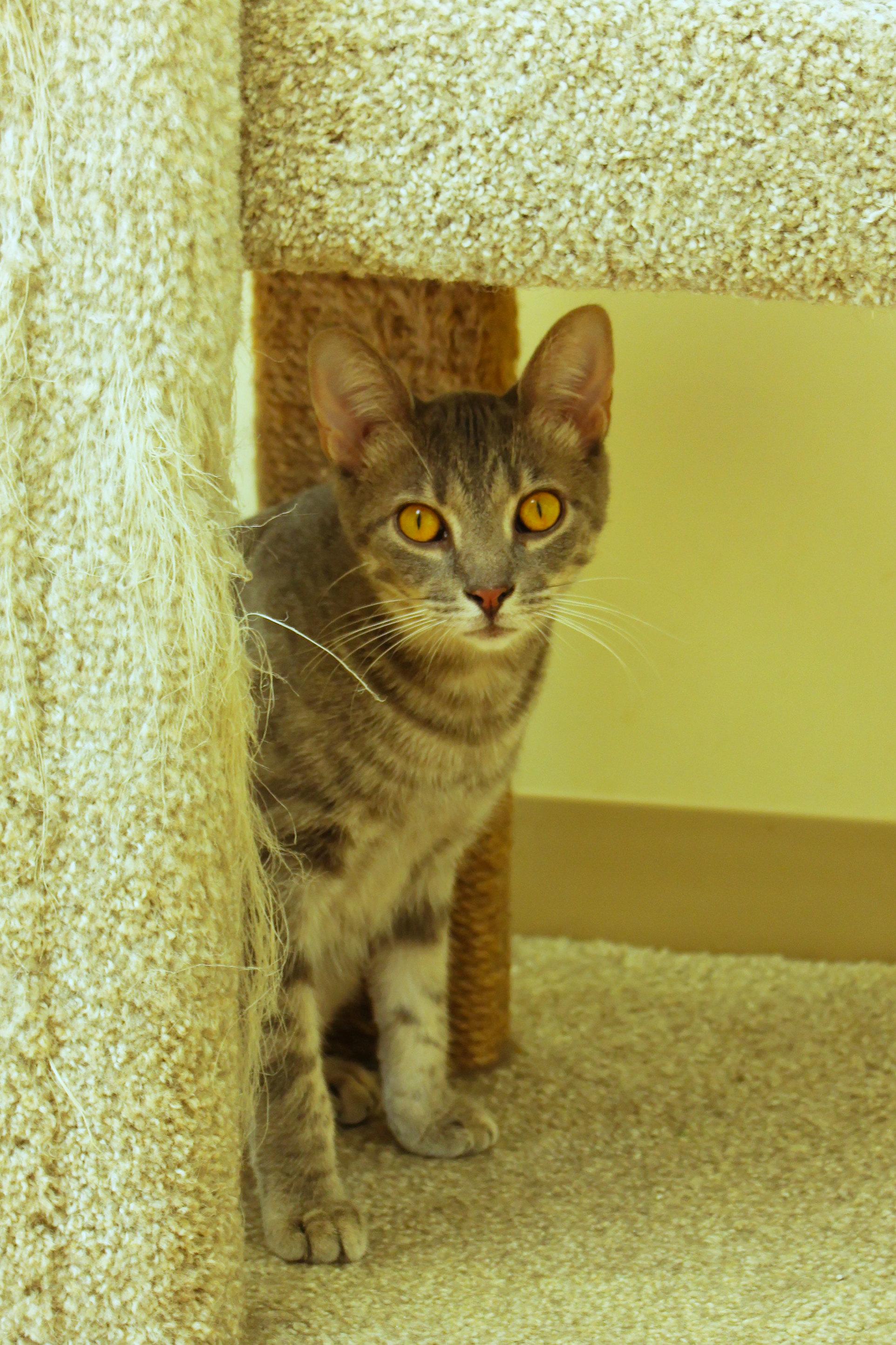 Enlarge Hamish, a ADOPTABLE mixed breed in Urbana, OH image 1/6