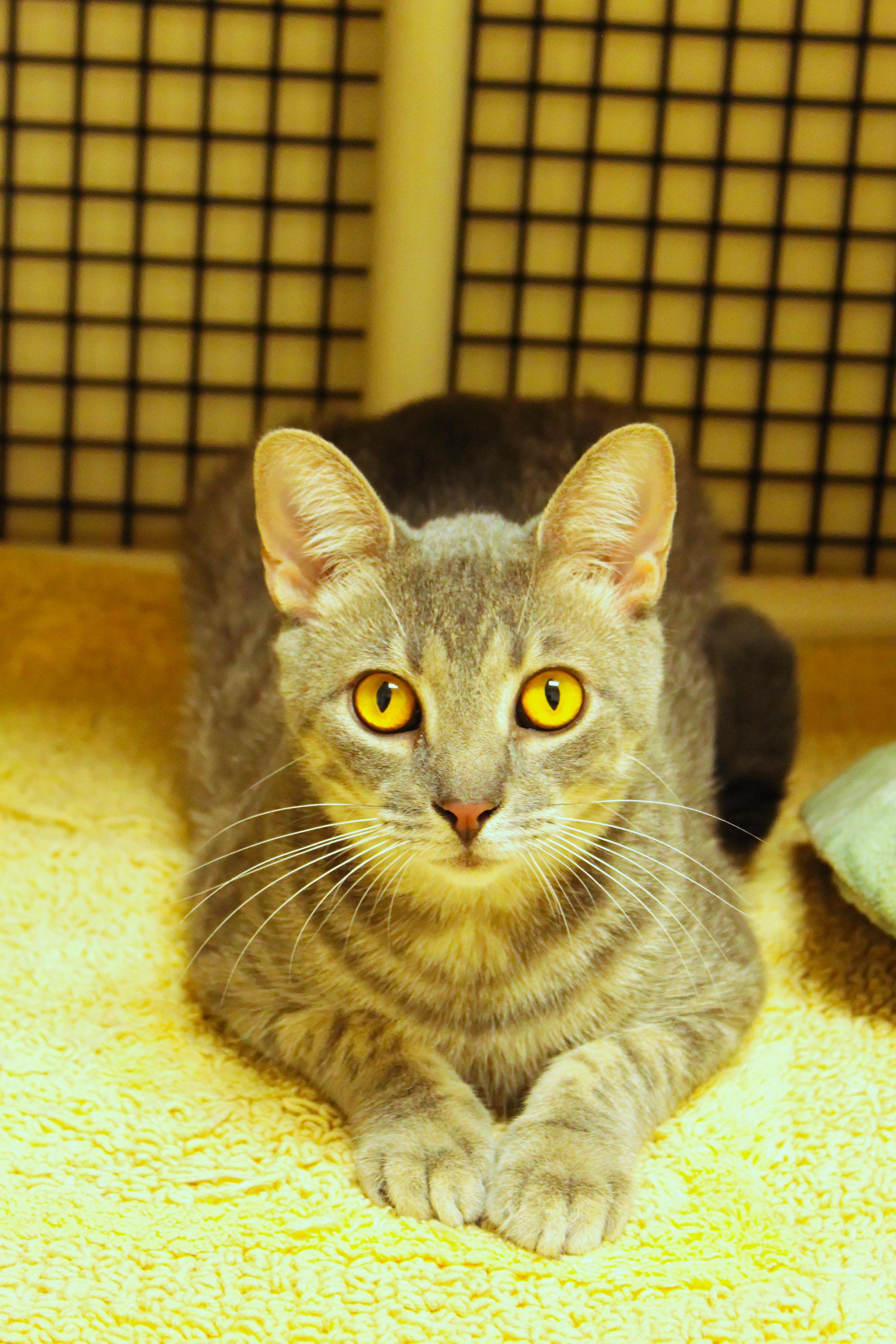 Hamish, a ADOPTABLE mixed breed in Urbana, OH image 5/6