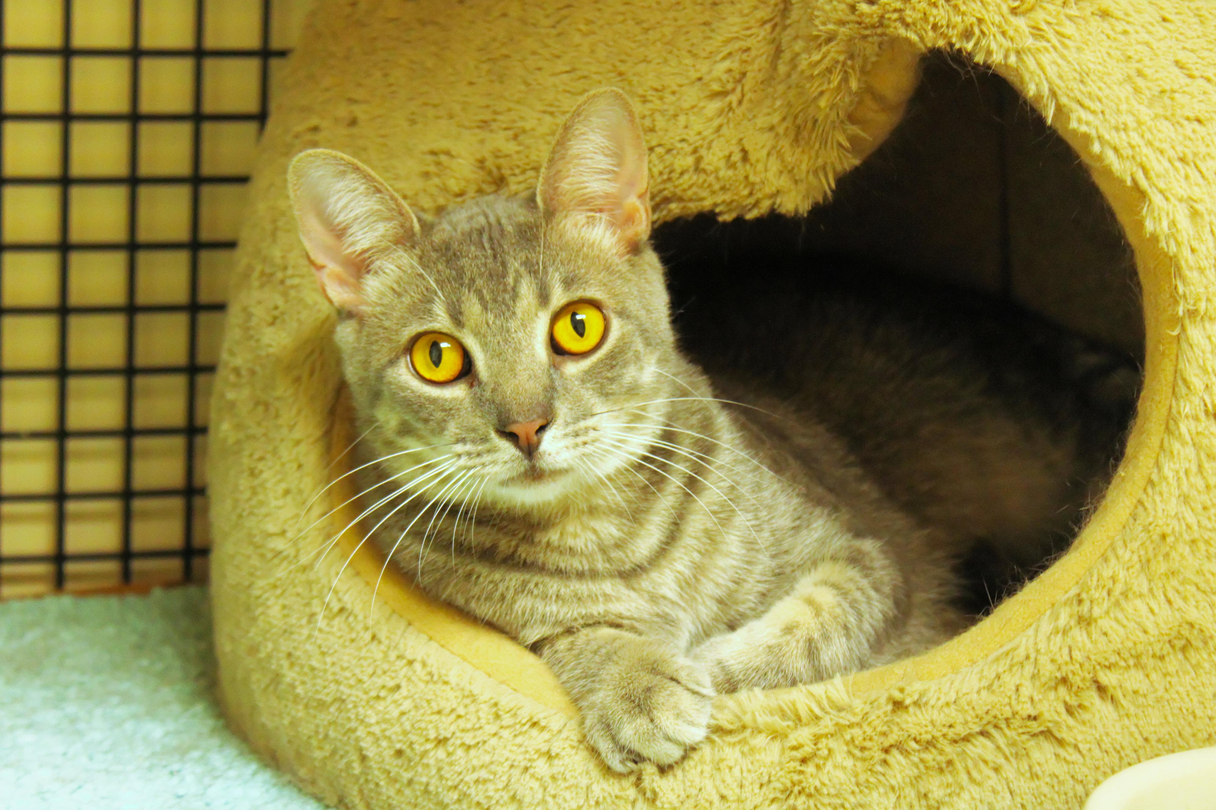 Hamish, a ADOPTABLE mixed breed in Urbana, OH image 1/6
