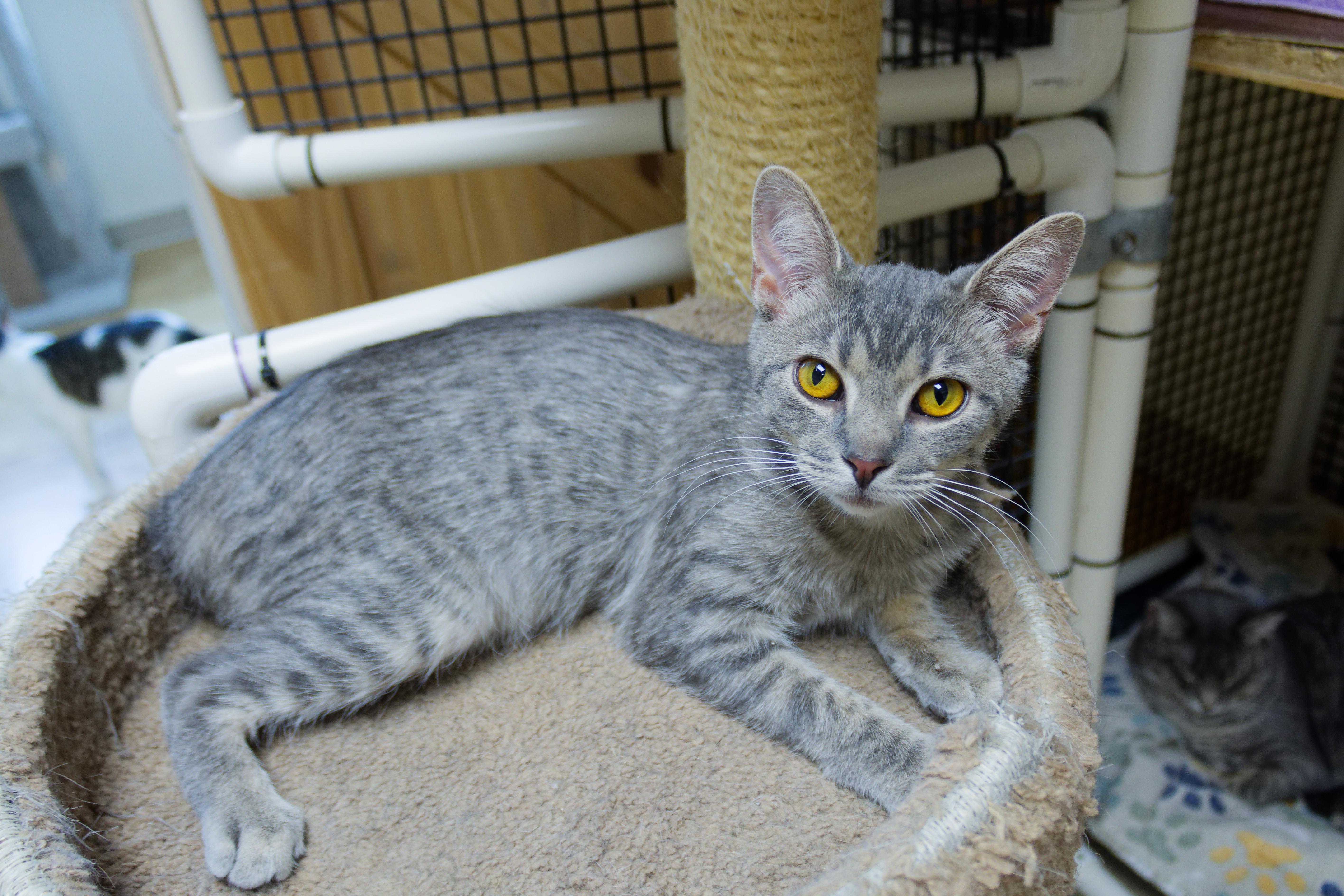 Enlarge Hamish, a ADOPTABLE mixed breed in Urbana, OH image 2/5