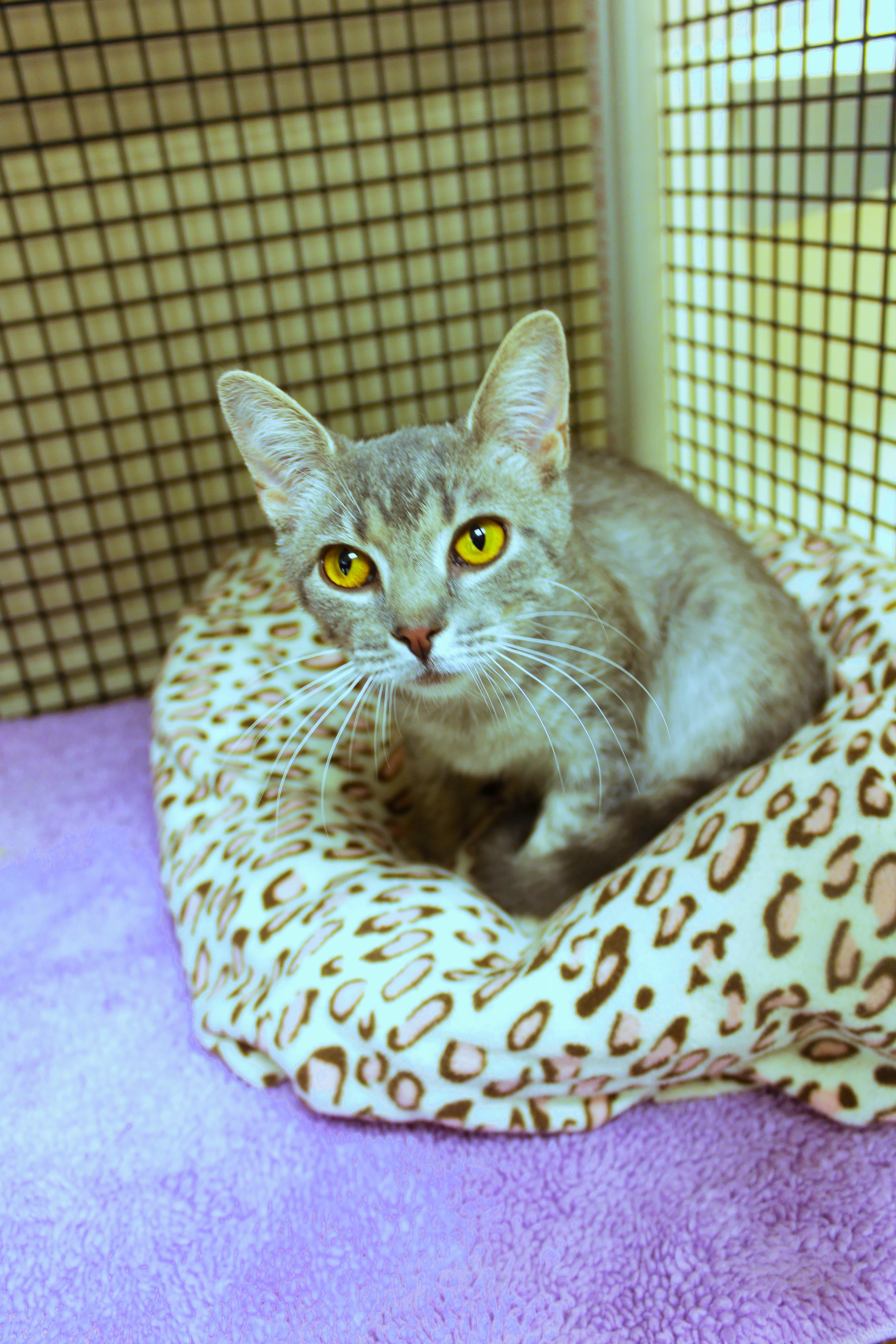 Enlarge Hamish, a ADOPTABLE mixed breed in Urbana, OH image 4/5