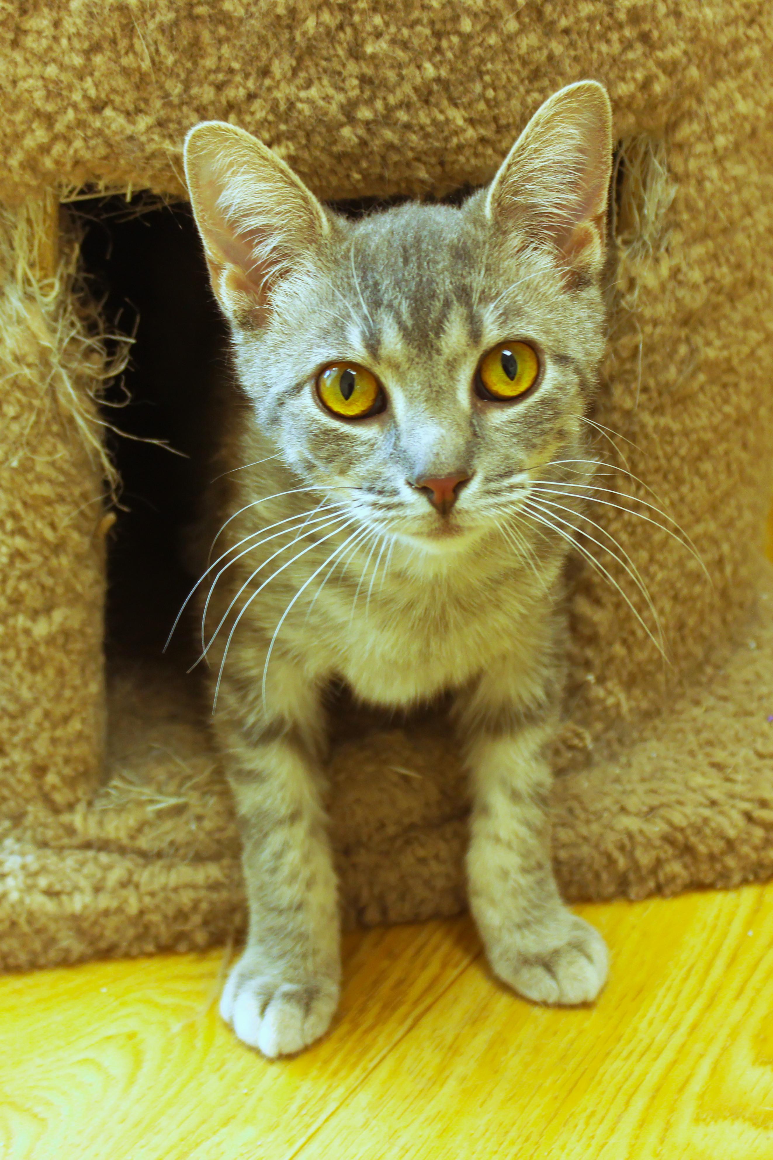 Enlarge Hamish, a ADOPTABLE mixed breed in Urbana, OH image 3/5