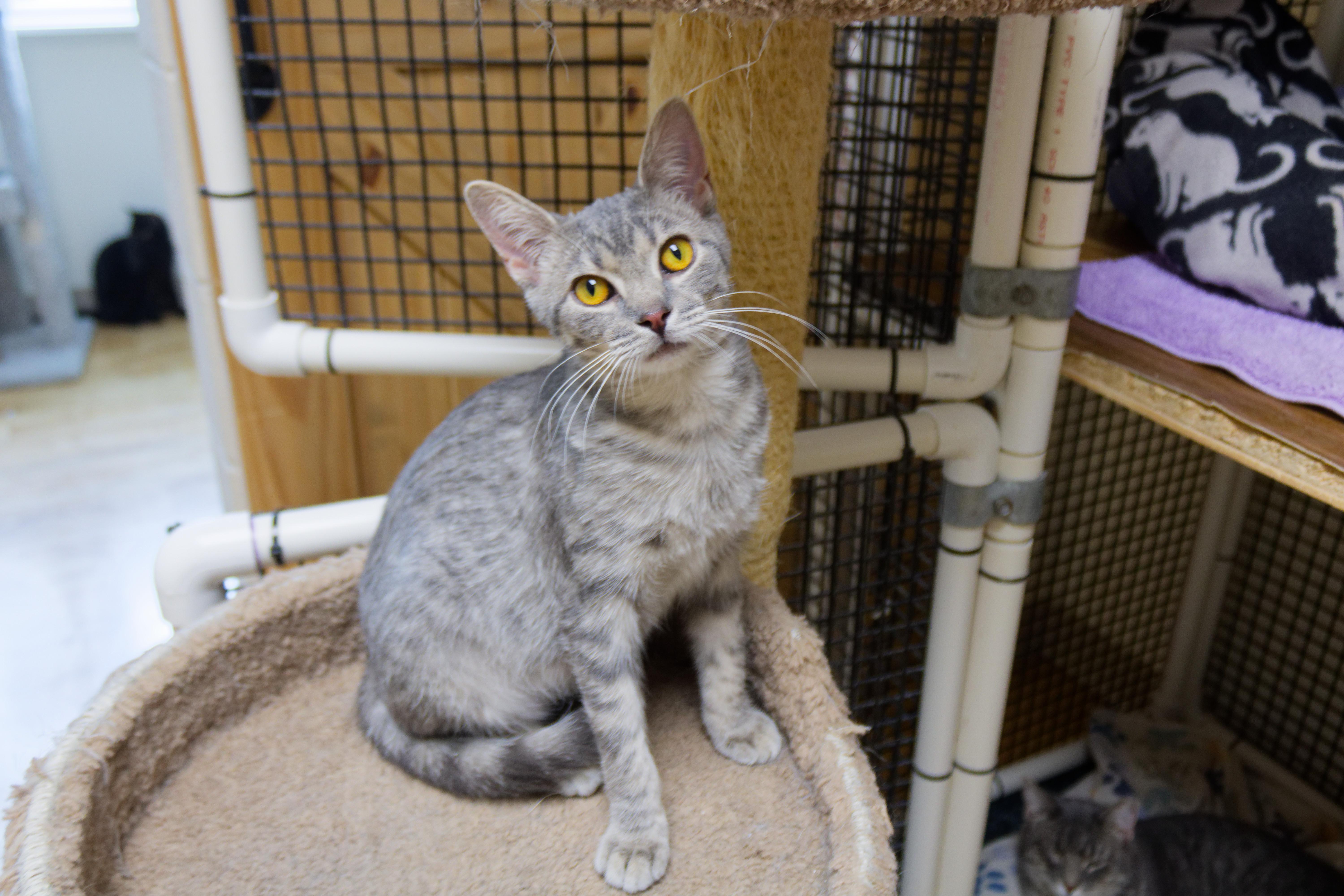 Enlarge Hamish, a ADOPTABLE mixed breed in Urbana, OH image 5/5