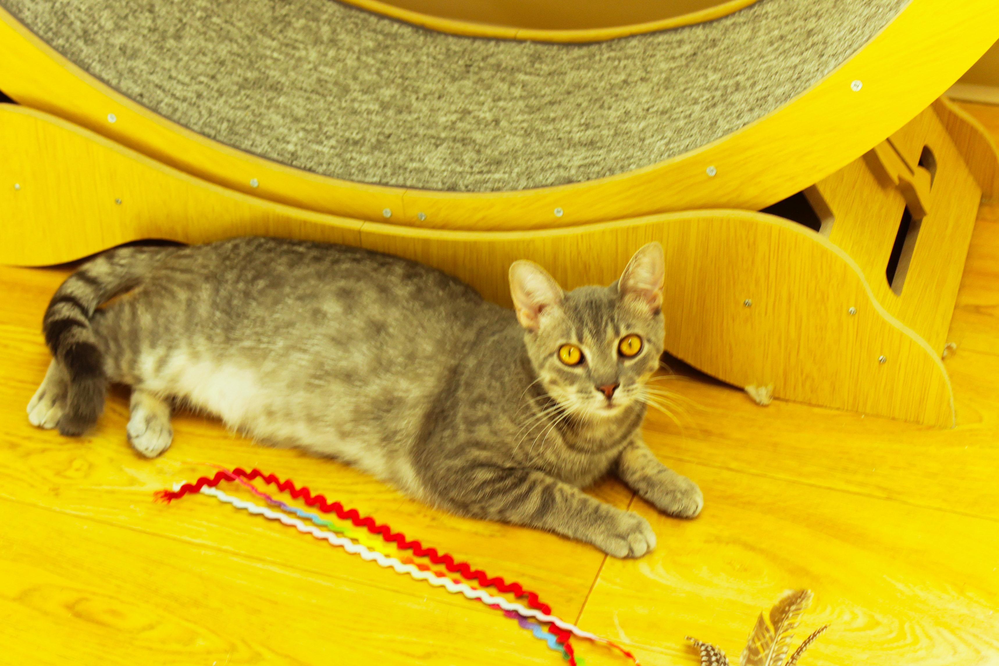 Enlarge Hamish, a ADOPTABLE mixed breed in Urbana, OH image 3/6