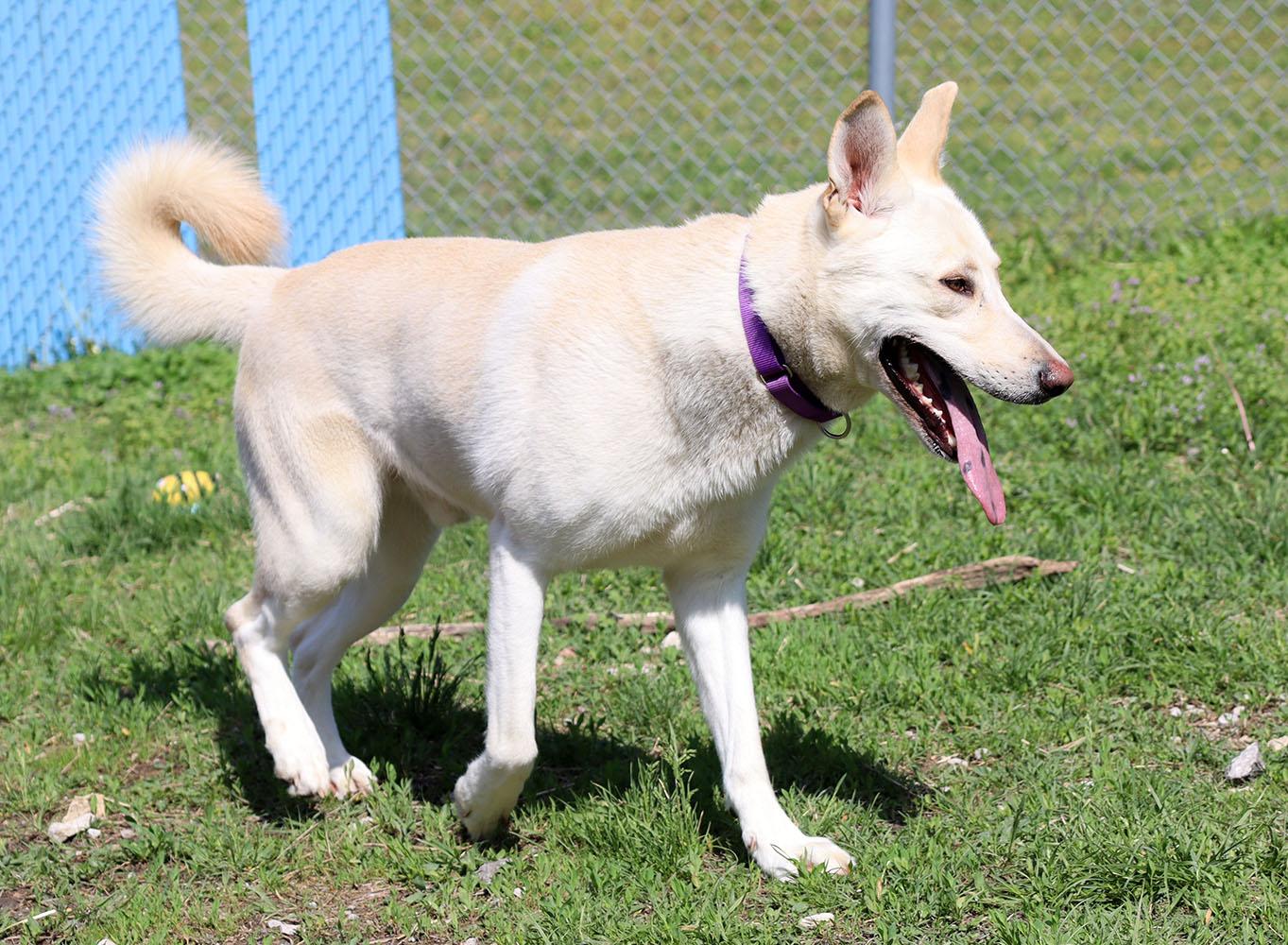 Joe (AO36228), a Adoptable mixed breed in Kansas City, KS image 2/6