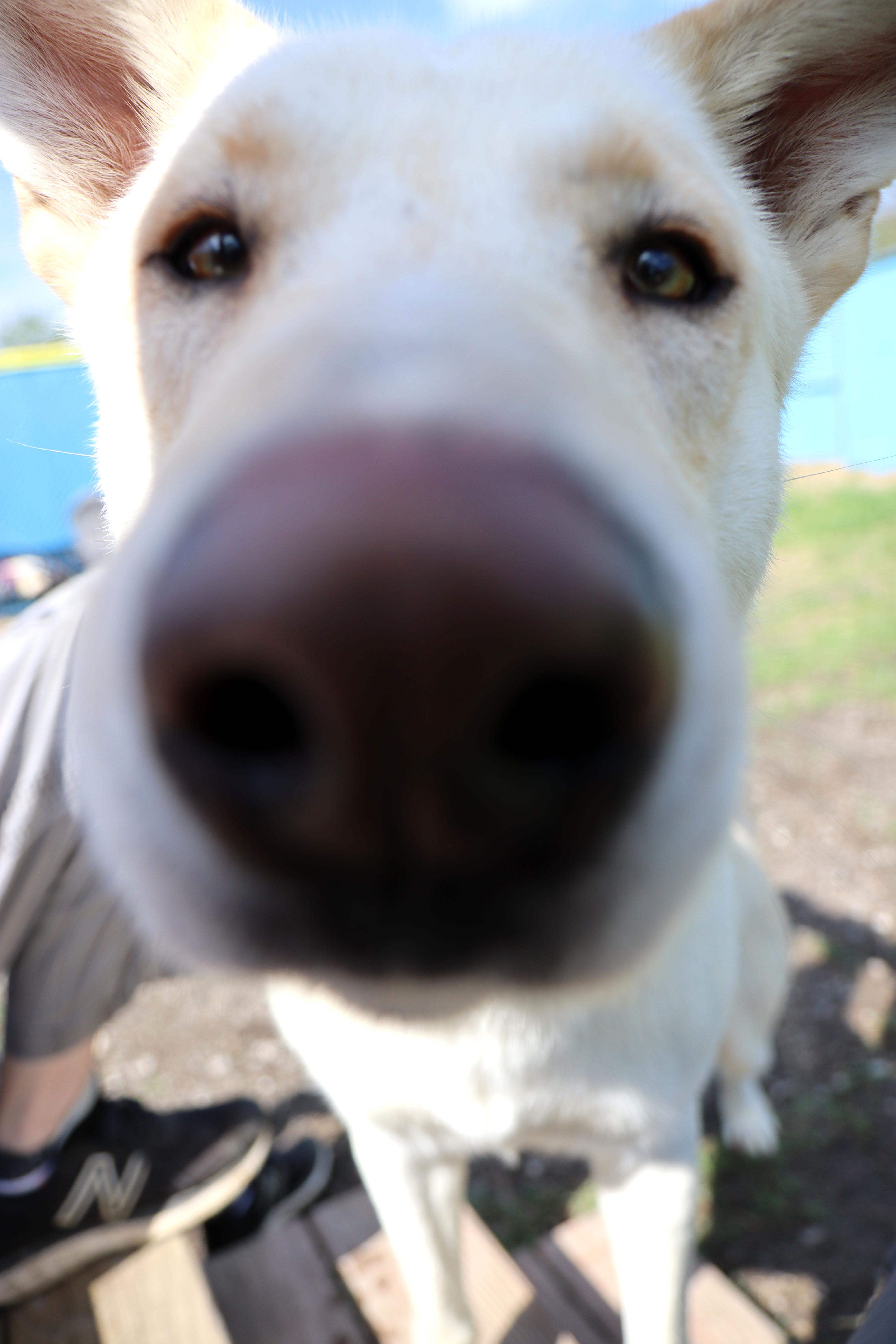 Joe (AO36228), a Adoptable mixed breed in Kansas City, KS image 3/6