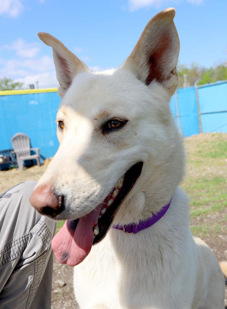 Joe (AO36228), a Adoptable mixed breed in Kansas City, KS image 4/6