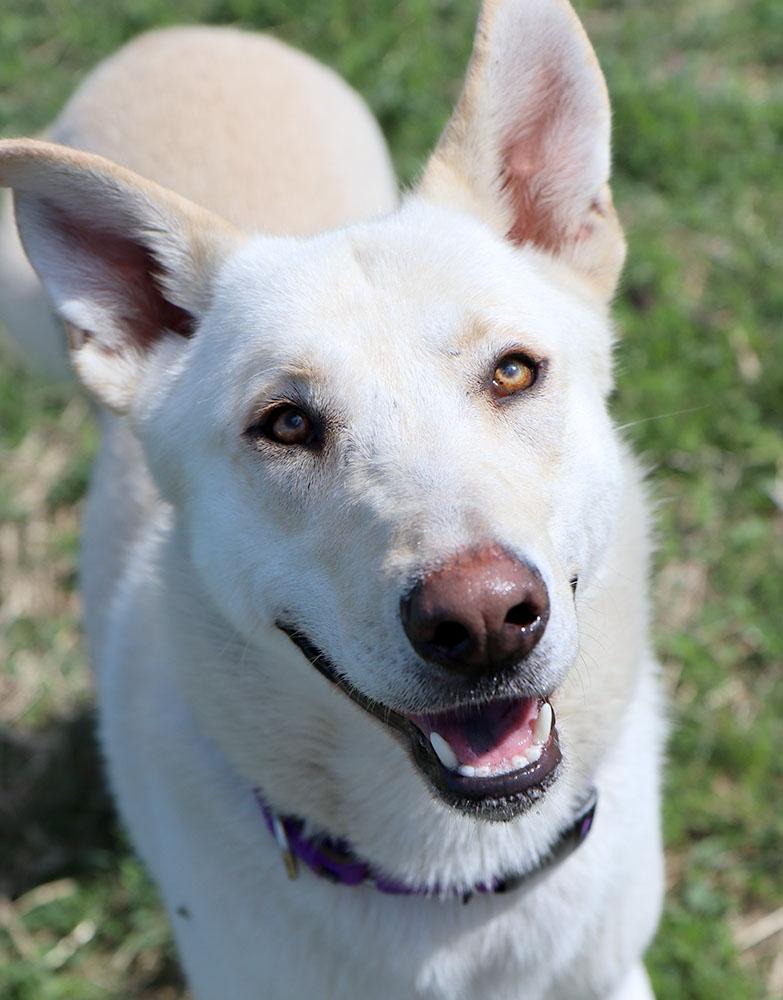 Joe (AO36228), a Adoptable mixed breed in Kansas City, KS image 1/6
