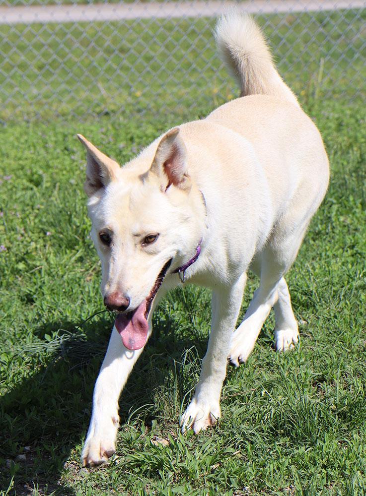 Joe (AO36228), a Adoptable mixed breed in Kansas City, KS image 5/6
