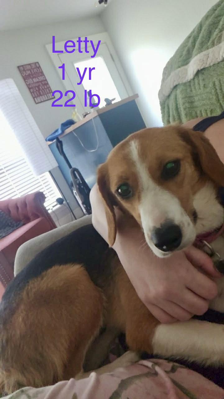 Enlarge Letty Bea, a Adoptable Beagle in Wakefield, RI image 1/3