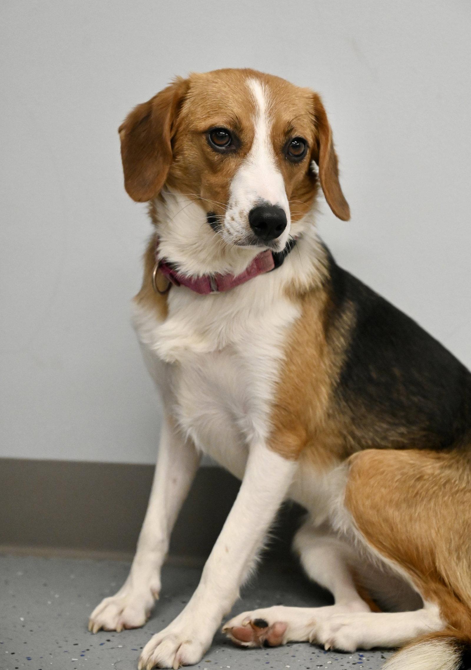 Enlarge Letty Bea *LOCAL*, a Adoptable Beagle in Wakefield, RI image 1/3