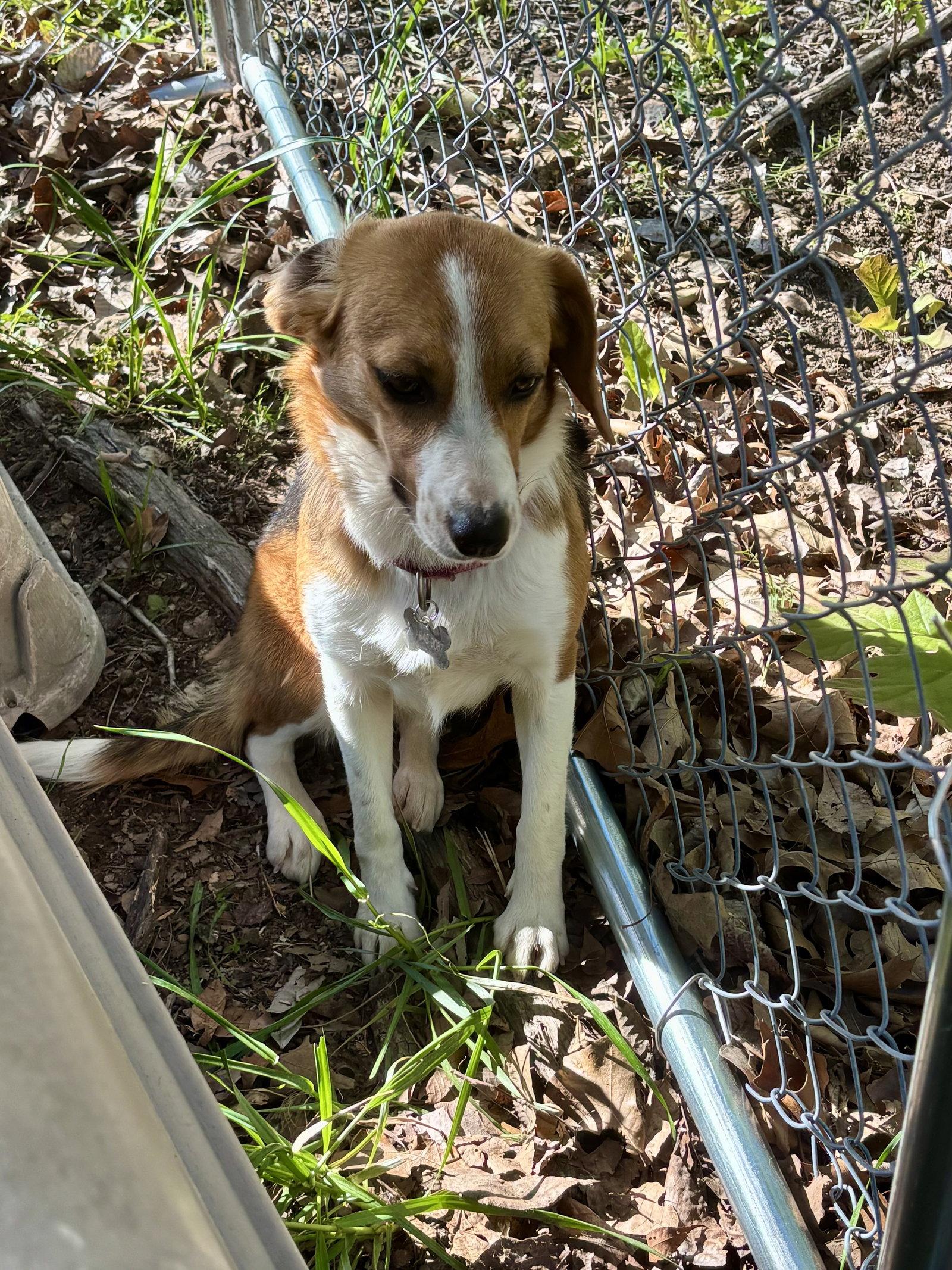 Enlarge Letty Bea, a Adoptable Beagle in Wakefield, RI image 2/3