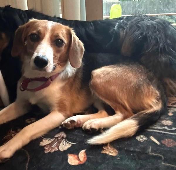 Enlarge Letty Bea *LOCAL*, a Adoptable Beagle in Wakefield, RI image 2/3