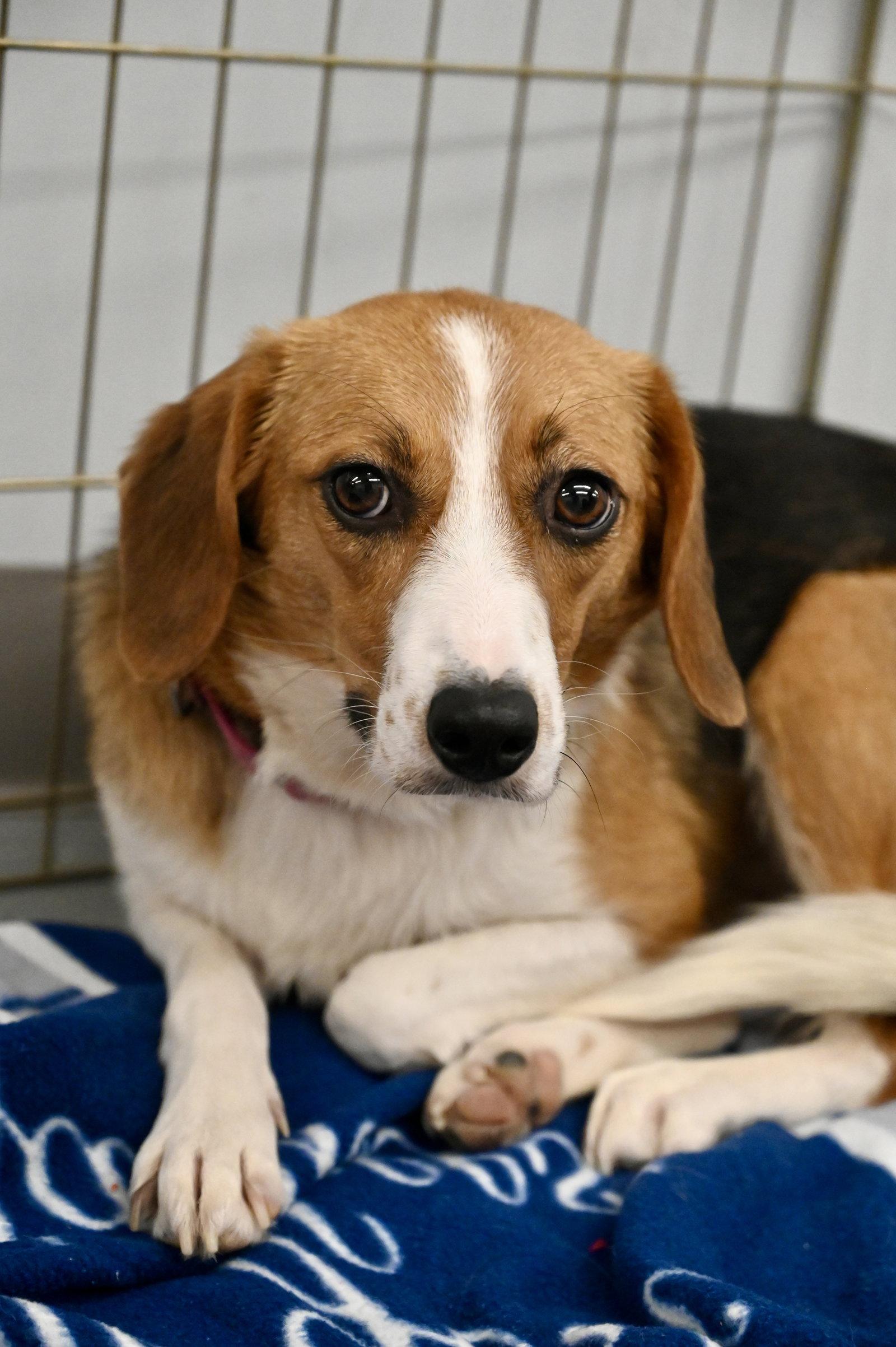 Enlarge Letty Bea *LOCAL*, a Adoptable Beagle in Wakefield, RI image 3/3