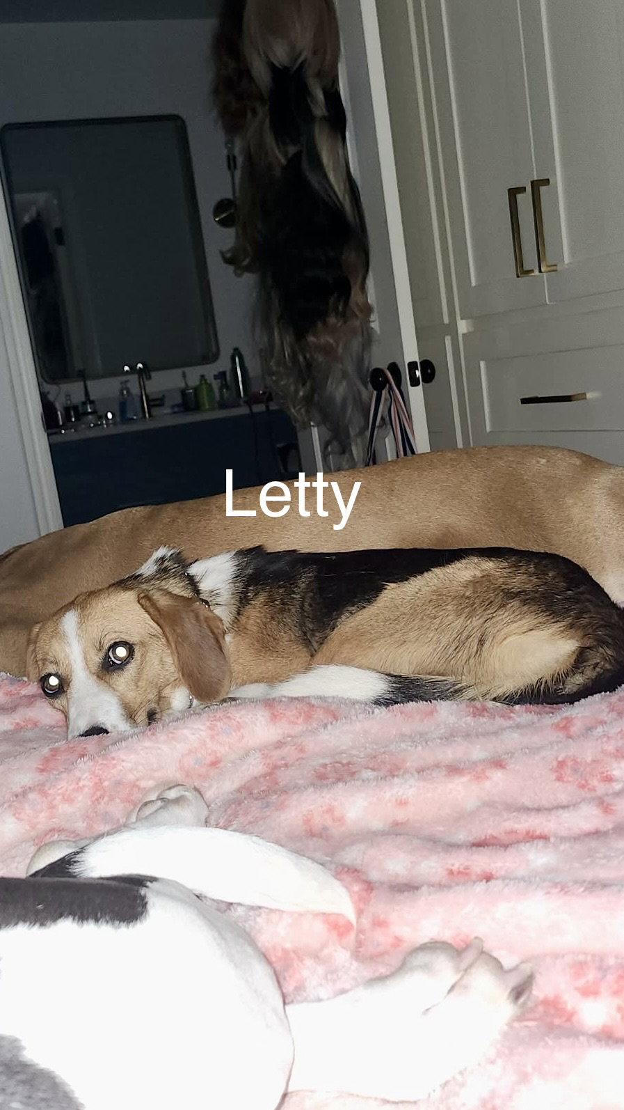 Enlarge Letty Bea, a Adoptable Beagle in Wakefield, RI image 3/3