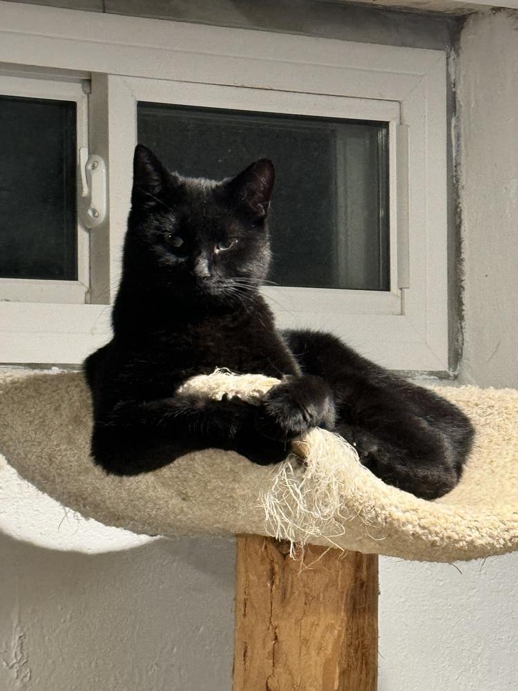 Tasha, Adoptable, Adult Female Domestic Short Hair.