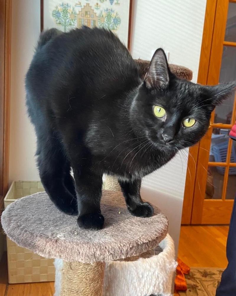 Enlarge Tasha, a Adoptable mixed breed in Grand Rapids, MI image 4/6