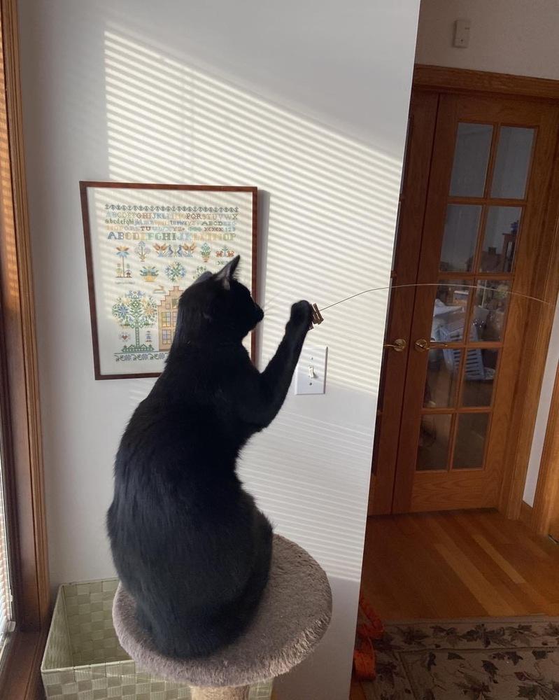 Enlarge Tasha, a Adoptable mixed breed in Grand Rapids, MI image 5/6