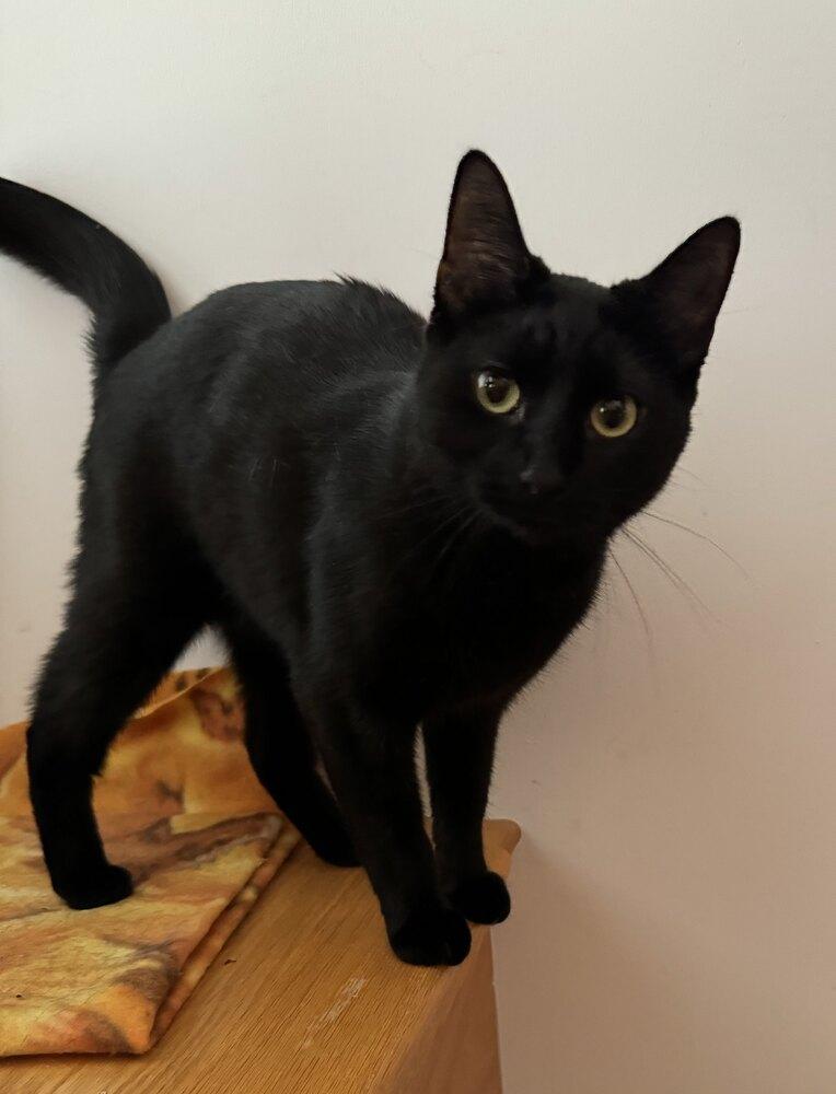 Enlarge Tasha, a Adoptable mixed breed in Grand Rapids, MI image 6/6