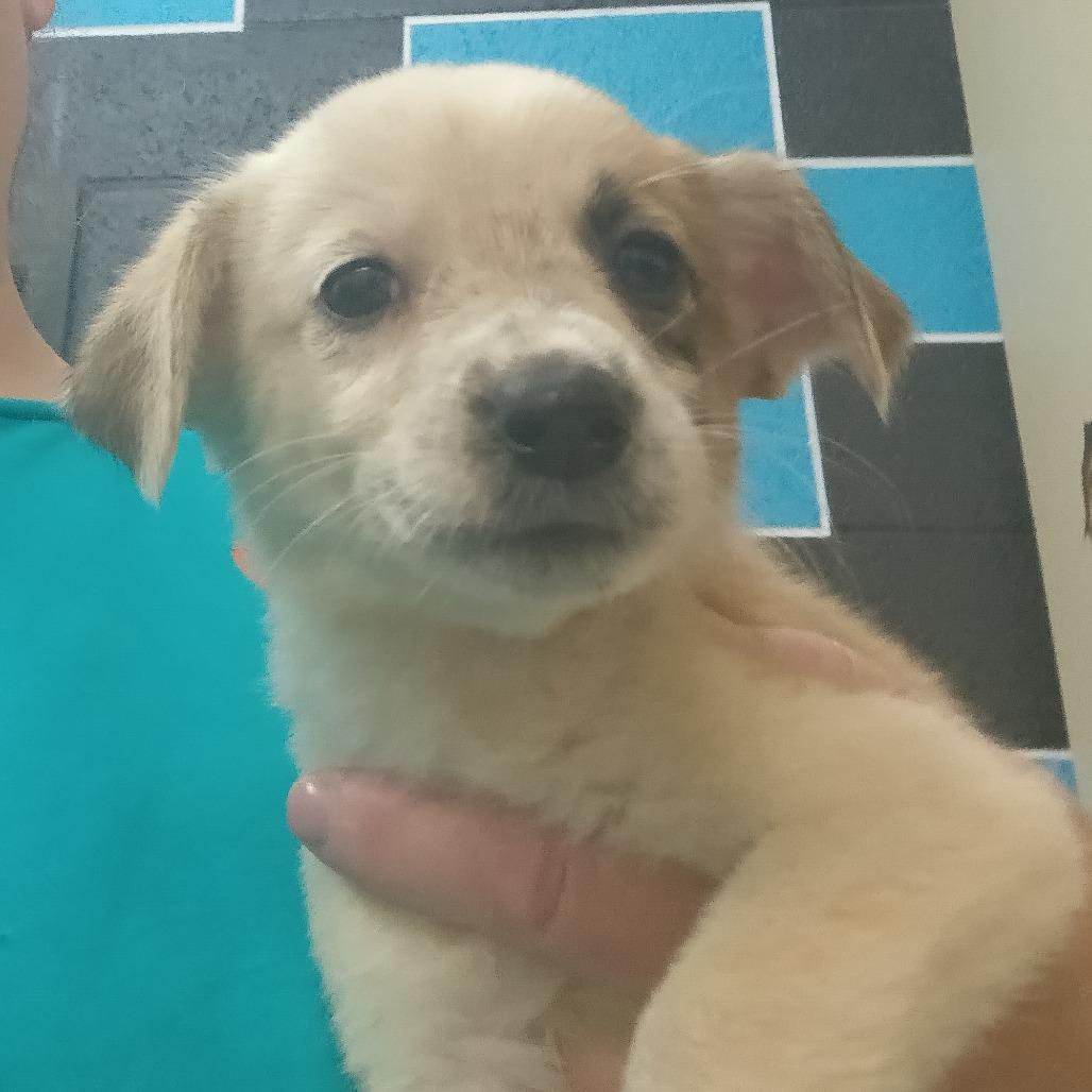 Susie, Adoptable, Young Female Mixed Breed.