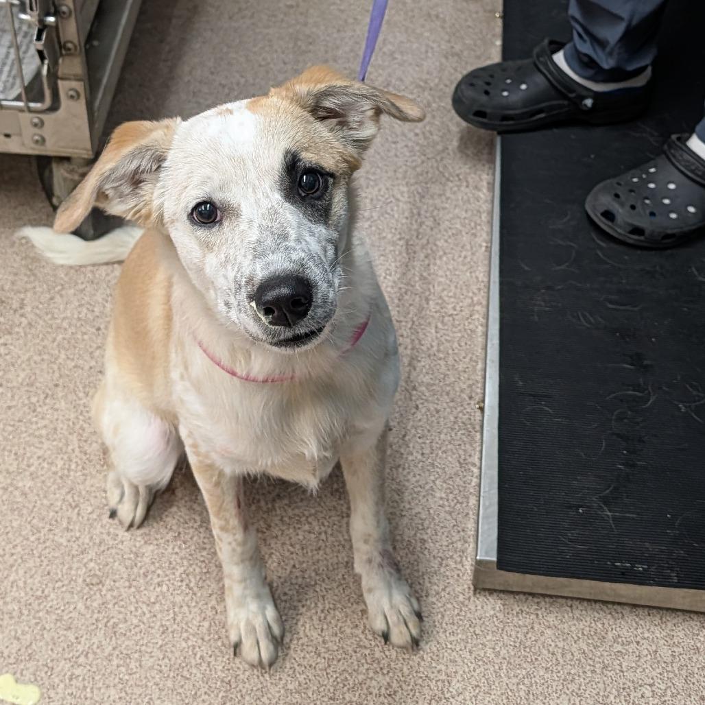 Enlarge Susie, a Adoptable Mixed Breed in Ardmore, OK image 2/2