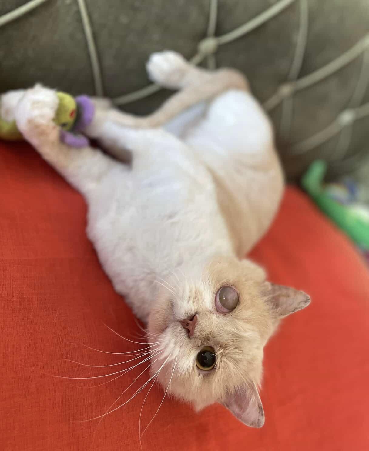 Matt, an adopted British Longhair in Laguna Beach, CA image 6/6