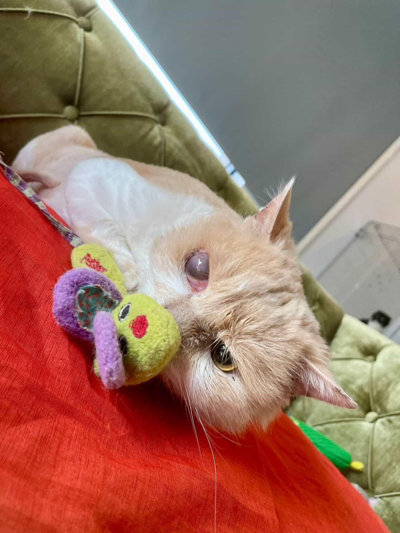 Matt, an adopted British Longhair in Laguna Beach, CA image 5/6