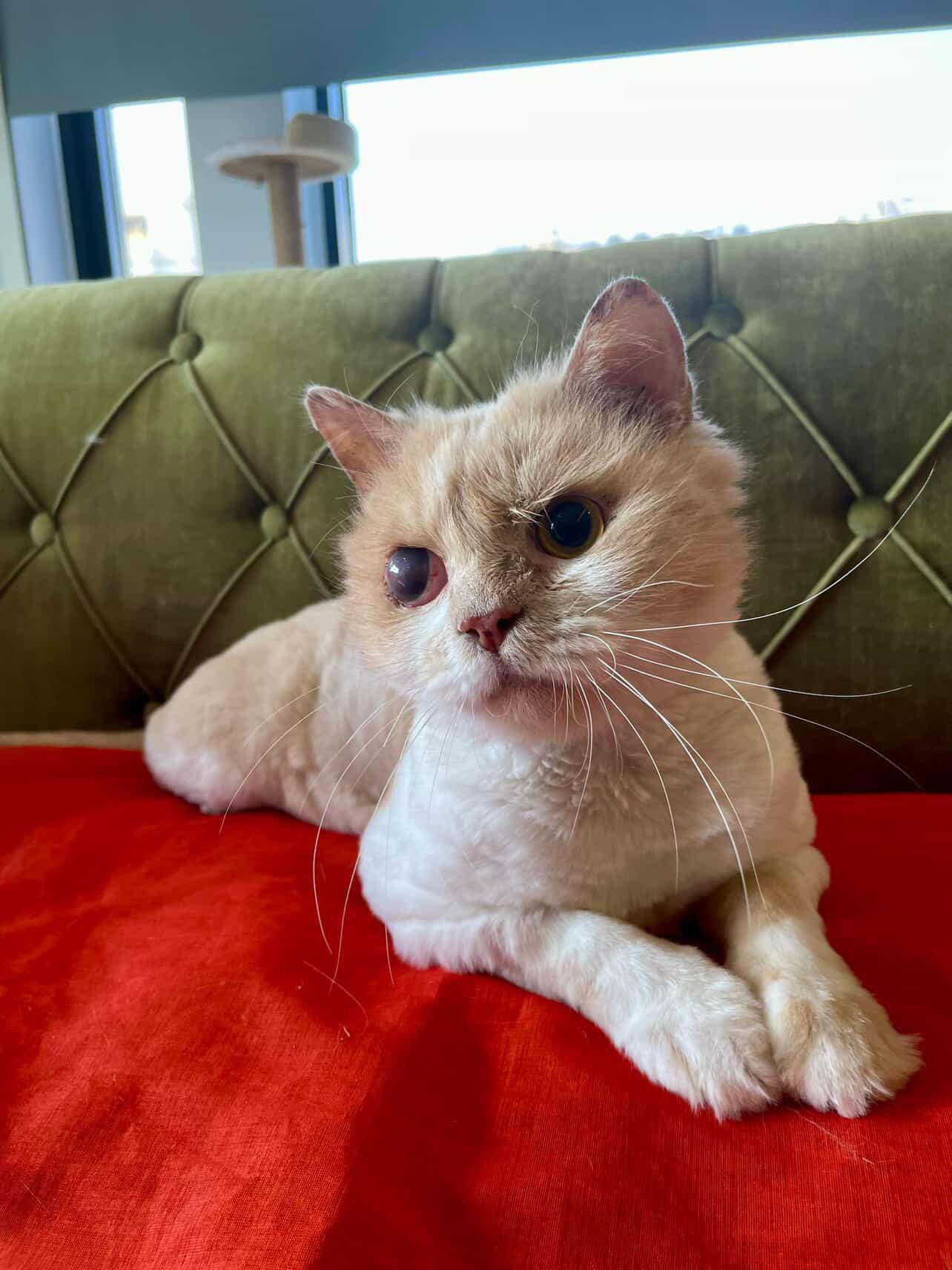 Matt, an adopted British Longhair in Laguna Beach, CA image 3/6