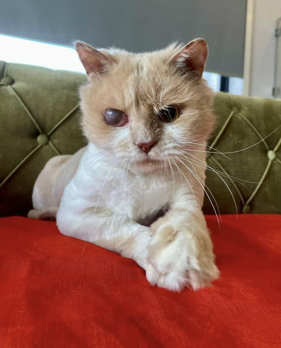 Matt, adopted, Young Male British Longhair.