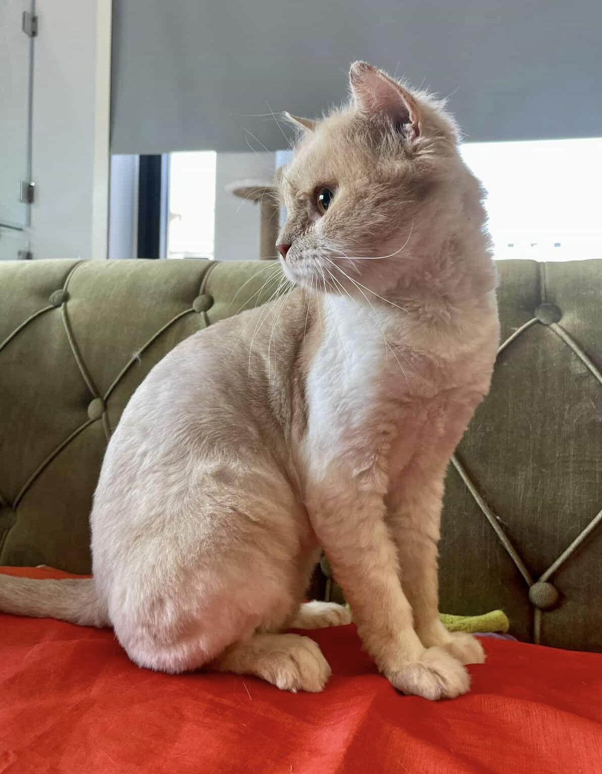 Matt, an adopted British Longhair in Laguna Beach, CA image 2/6