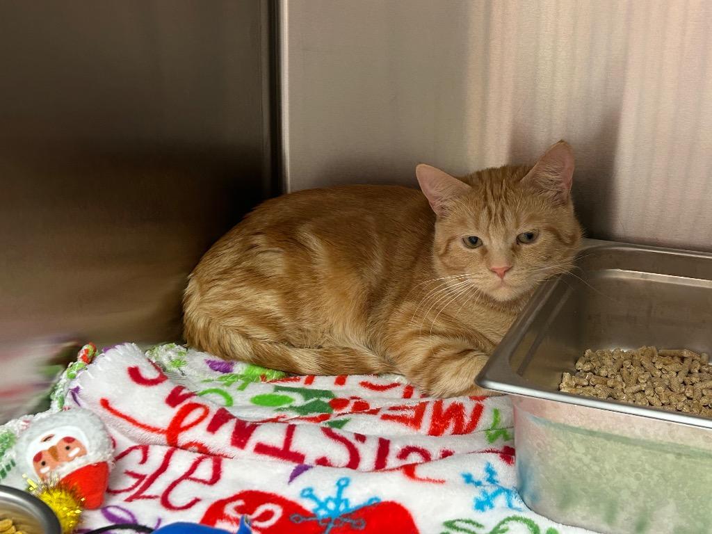 Jazz, Adopted, Young Male Domestic Short Hair.