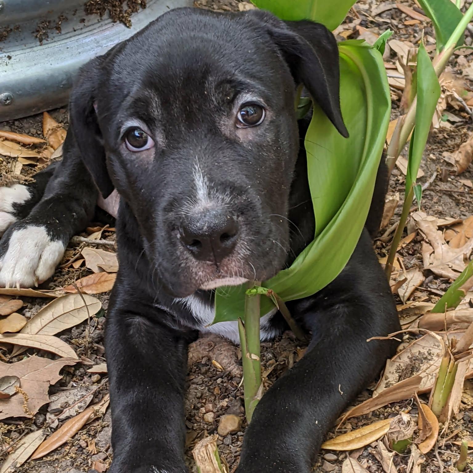 Storm , an adopted mixed breed in Glen Burnie , MD image 2/6