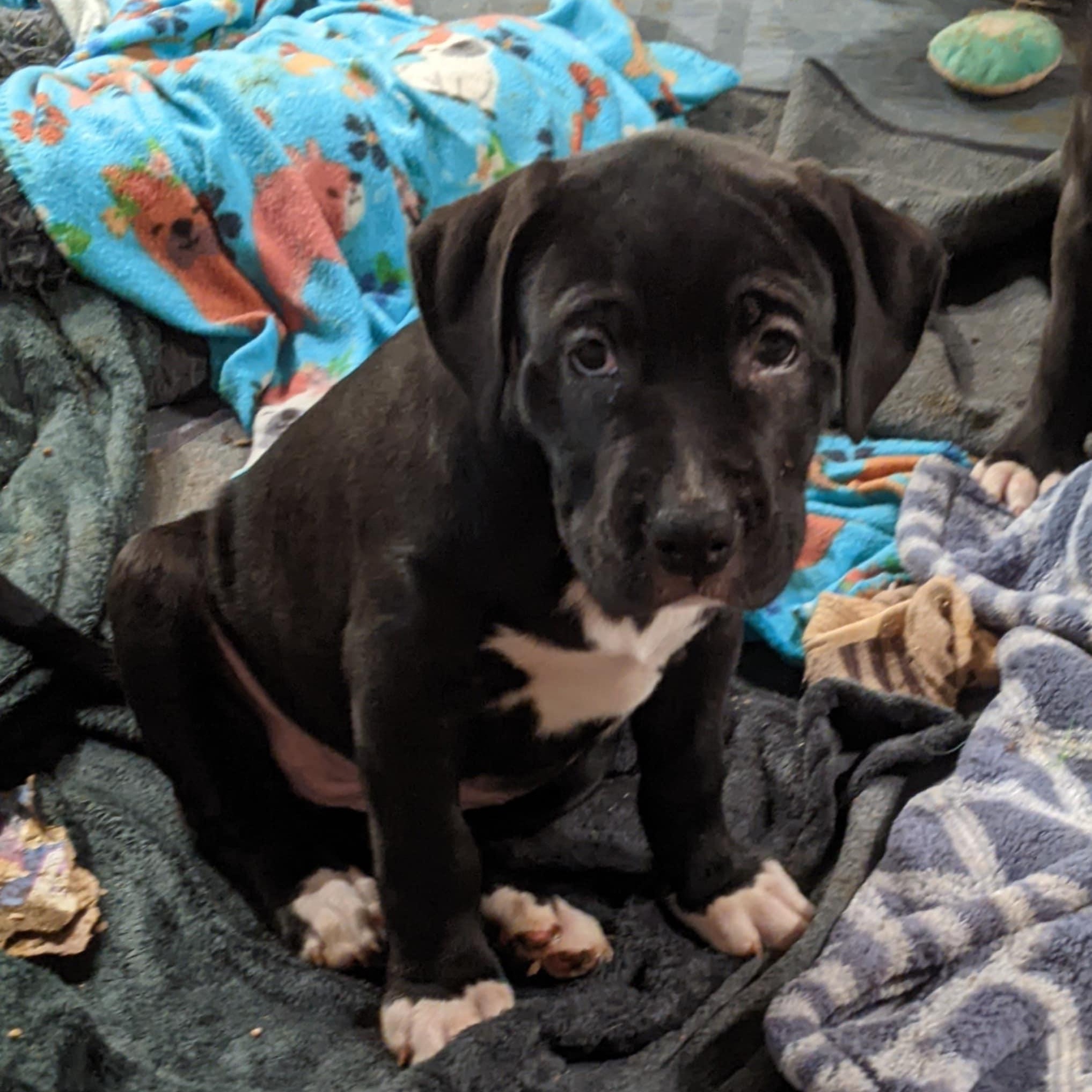 Storm , adopted, Puppy Female Pit Bull Terrier.