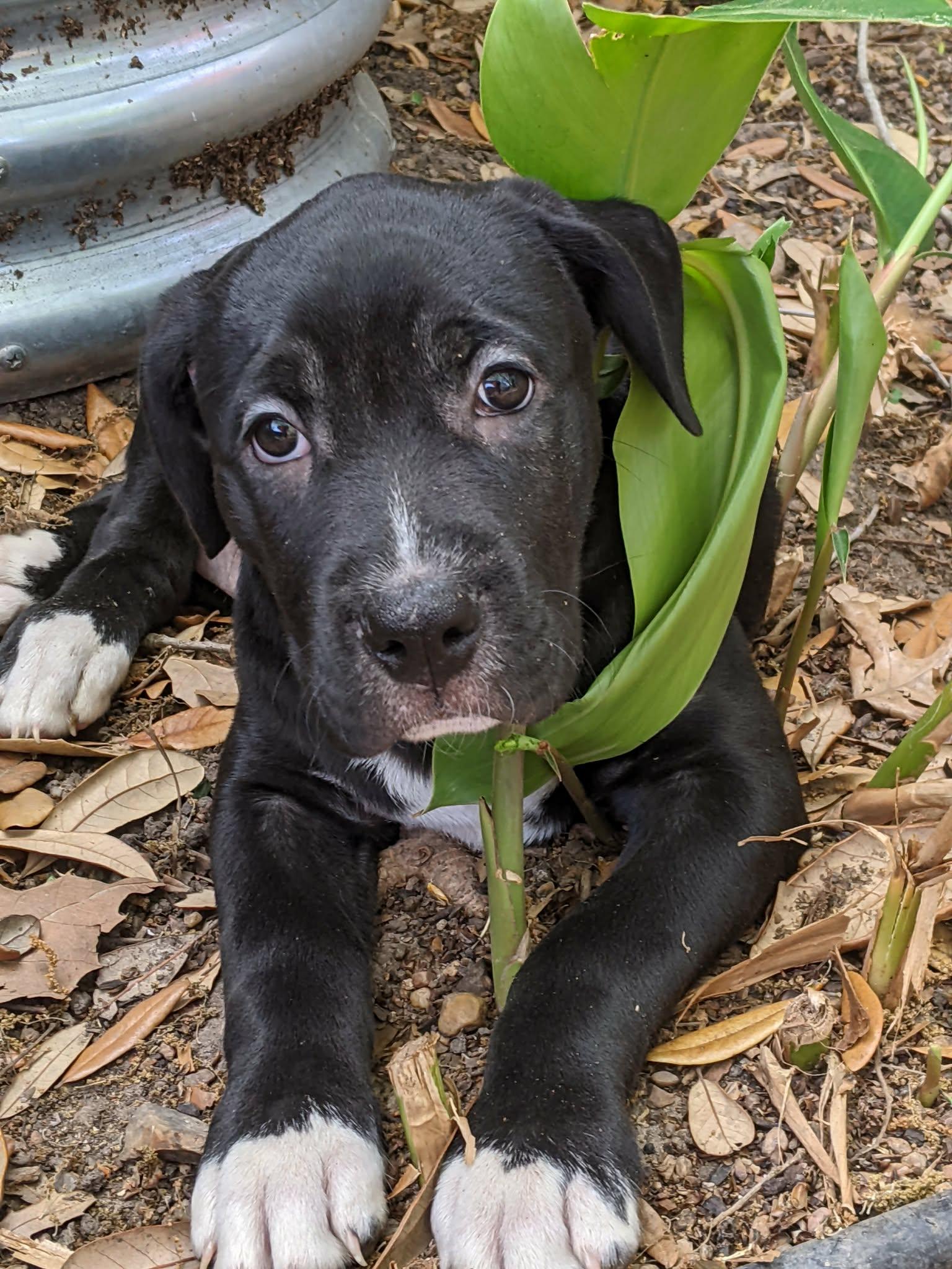 Storm , an adopted mixed breed in Glen Burnie , MD image 4/6