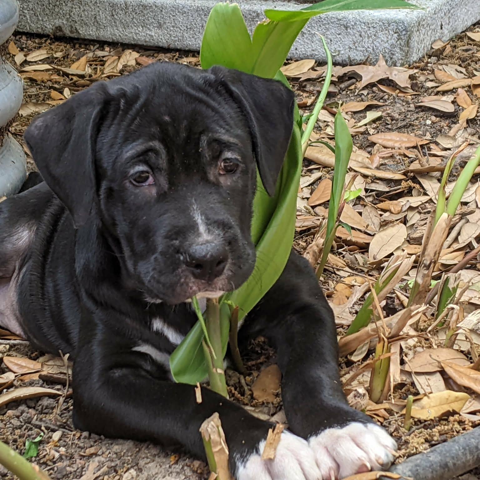 Storm , an adopted mixed breed in Glen Burnie , MD image 3/6