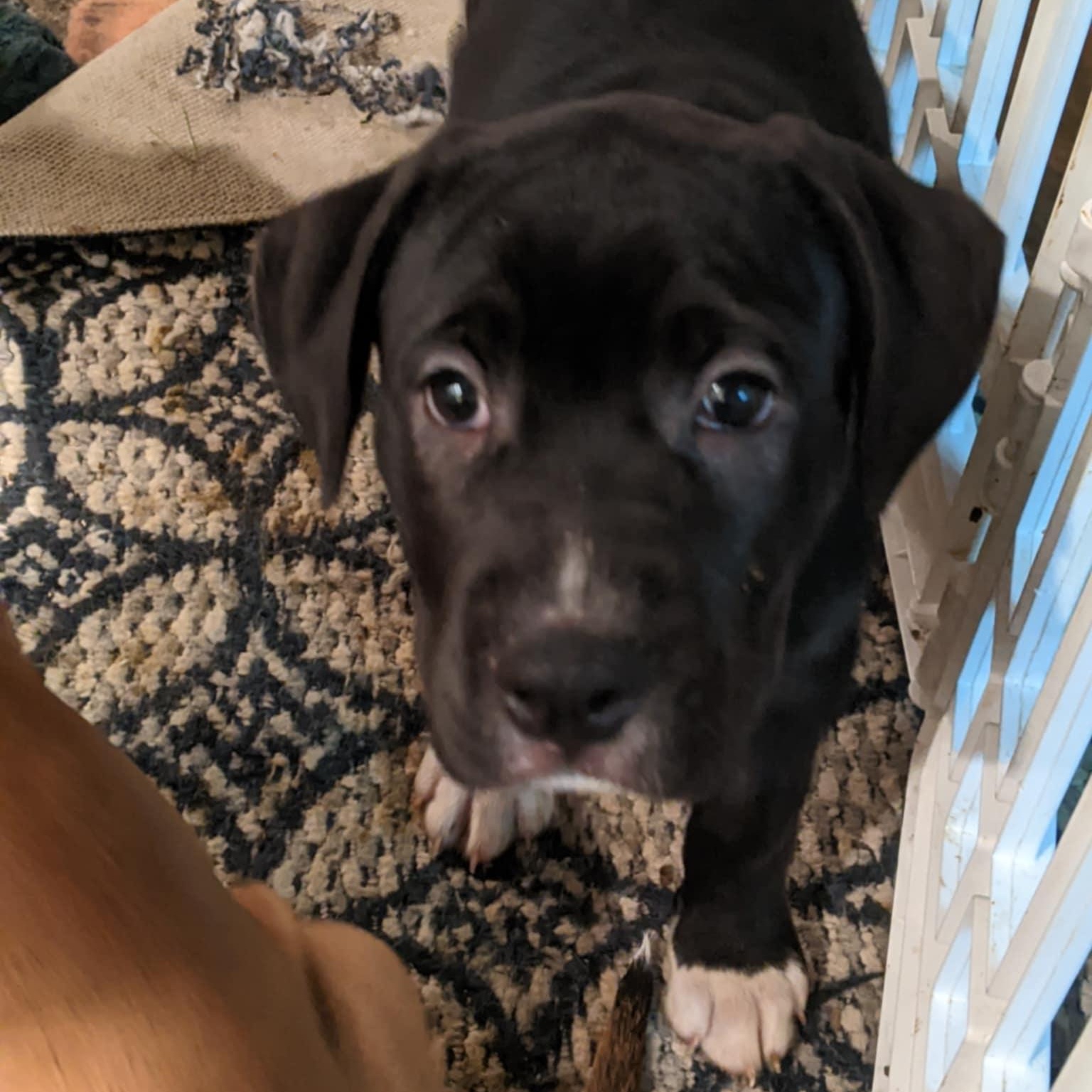 Storm , an adopted mixed breed in Glen Burnie , MD image 5/6