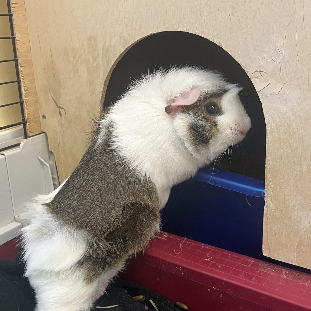 Rosie, Adoptable, Young Female Guinea Pig.