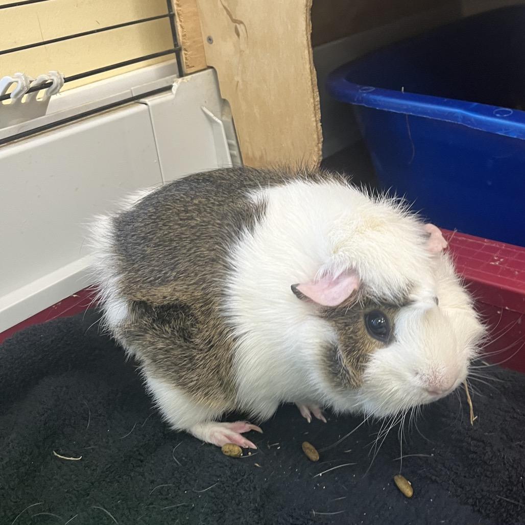 Rosie, a Adoptable Guinea Pig in Bedford, NH image 2/6