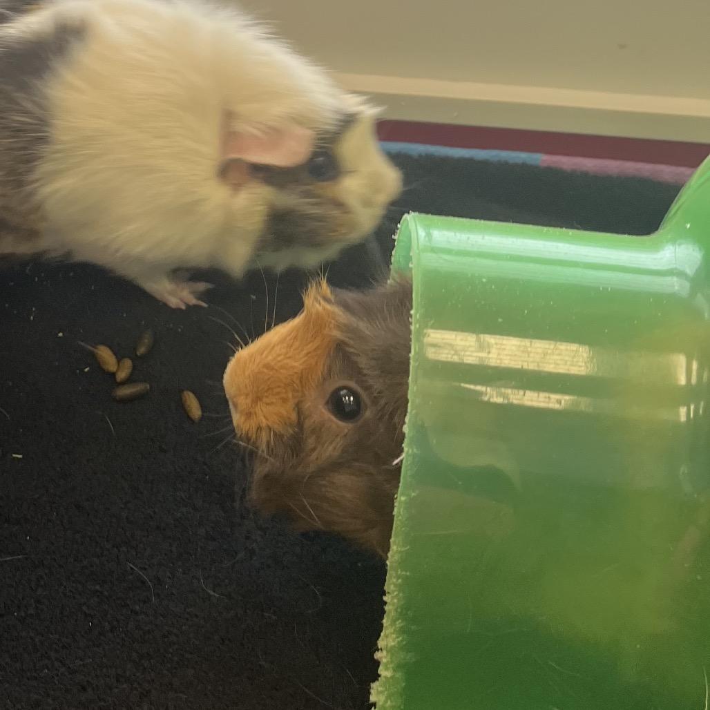 Rosie, a Adoptable Guinea Pig in Bedford, NH image 3/6