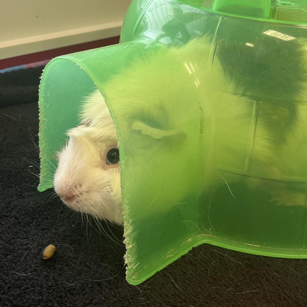 Rosie, a Adoptable Guinea Pig in Bedford, NH image 4/6