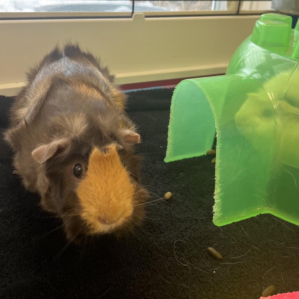 Rosie, a Adoptable Guinea Pig in Bedford, NH image 5/6