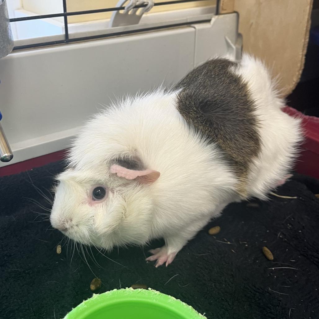 Rosie, a Adoptable Guinea Pig in Bedford, NH image 6/6