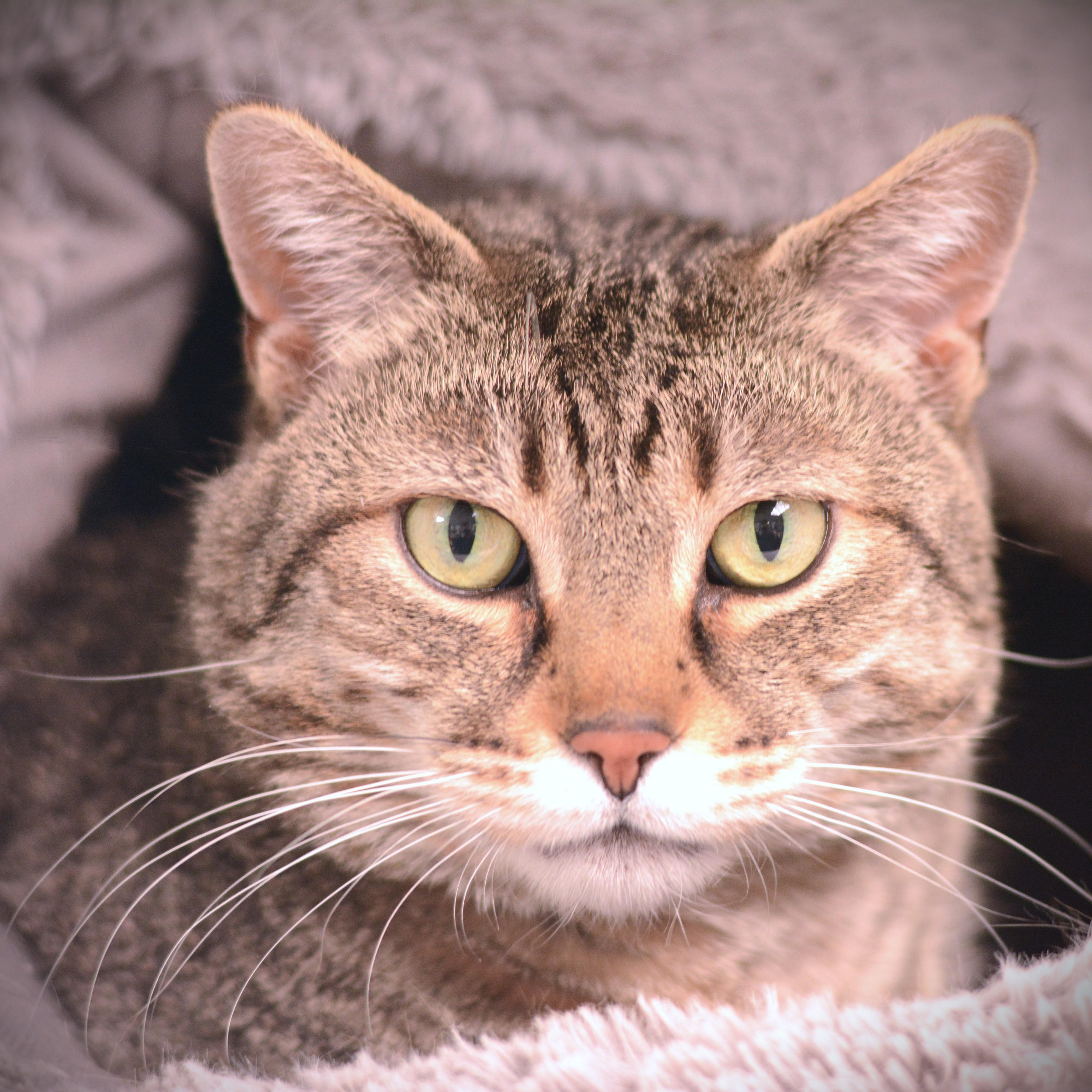 Enlarge Marley, a ADOPTABLE Domestic Short Hair in Amsterdam, NY image 1/1