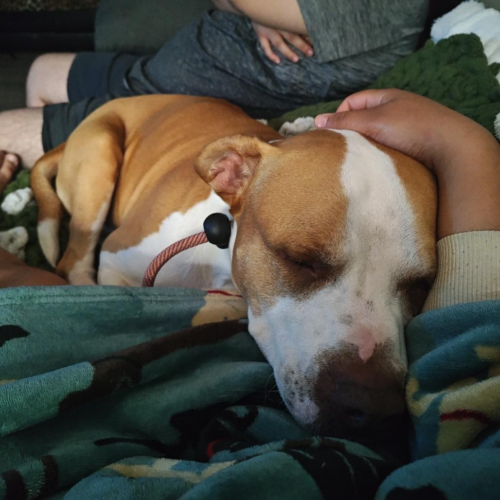 Hank, Adoptable, Adult Male Pit Bull Terrier & Mixed Breed.