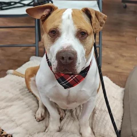 Hank, Adoptable, Adult Male Pit Bull Terrier & Mixed Breed.