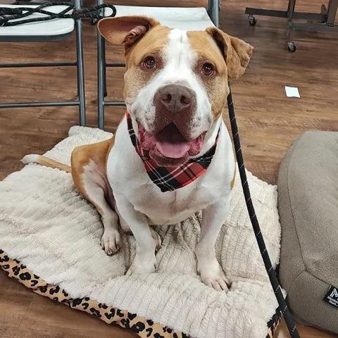 Hank, a Adoptable mixed breed in Fayetteville, AR image 2/4
